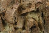 Fossil Hadrosaur (Edmontosaurus) Bones in Sandstone - Wyoming #284454-1